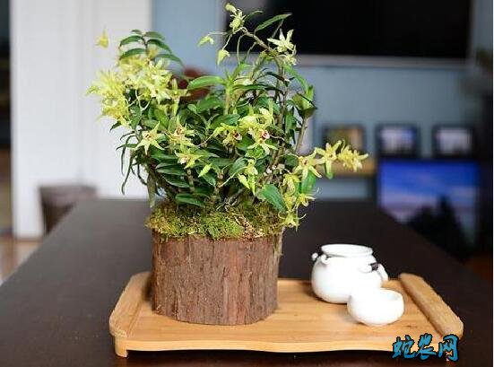 怎么种铁皮石斛?铁皮石斛盆栽种植技术十个要点!