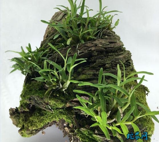 怎么种铁皮石斛?铁皮石斛盆栽种植技术十个要点!