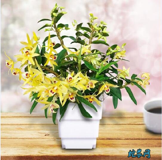 怎么种铁皮石斛?铁皮石斛盆栽种植技术十个要点!