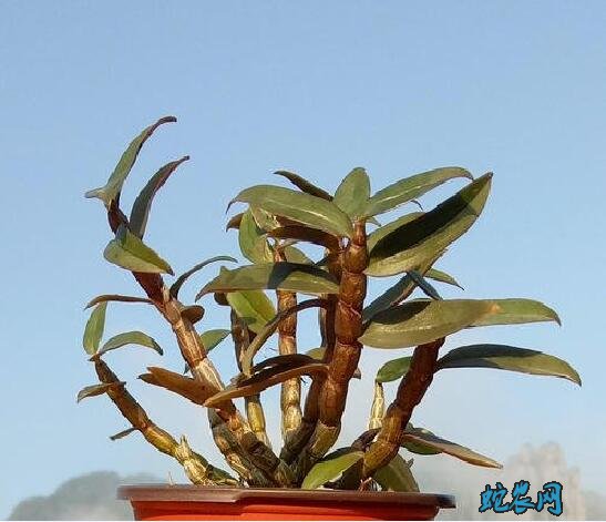 怎么种铁皮石斛?铁皮石斛盆栽种植技术十个要点!