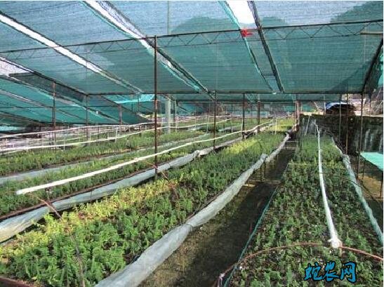 铁皮石斛的种法、室内种植铁皮石斛要做好七个方面!
