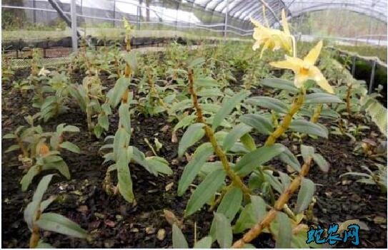 铁皮石斛的种法、室内种植铁皮石斛要做好七个方面!