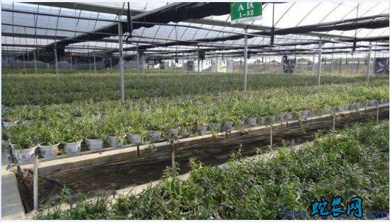 铁皮石斛的种法、室内种植铁皮石斛要做好七个方面!