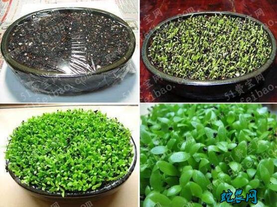 火龙果种子、火龙果种子怎么种植盆栽?