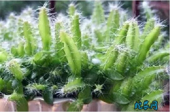 火龙果种子、火龙果种子怎么种植盆栽?