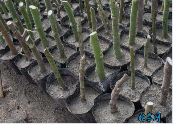 盆栽无花果修剪图解