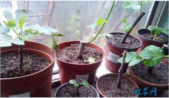 盆栽无花果修剪图解