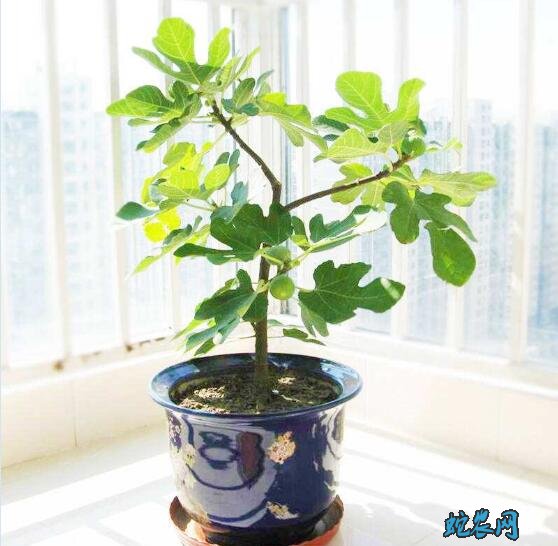 盆栽无花果修剪图解