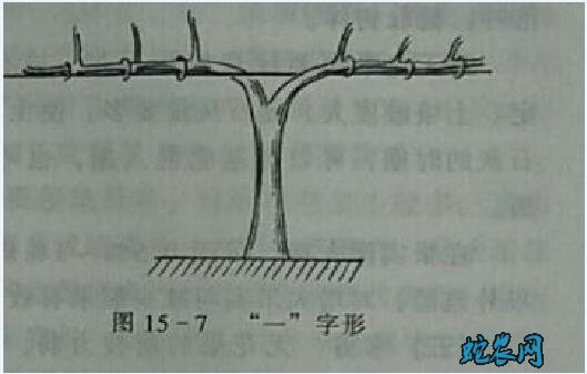 盆栽无花果修剪图解