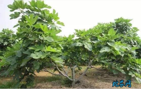无花果的种植、无花果品种选择及栽培技术分享!