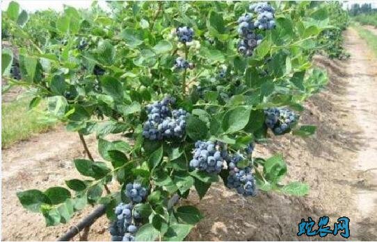 蓝莓种植技术、蓝莓的施肥技术及常见的营养缺素症!