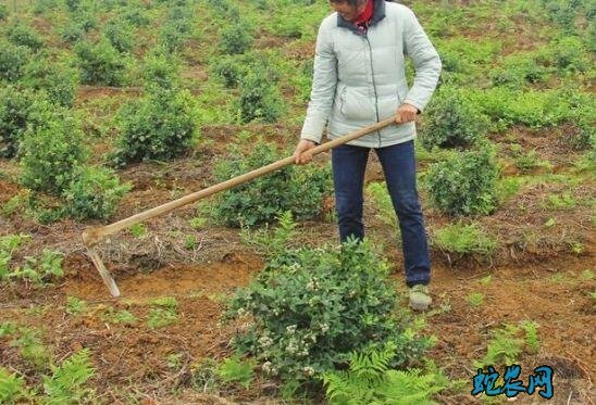 蓝莓种植技术、蓝莓的施肥技术及常见的营养缺素症!
