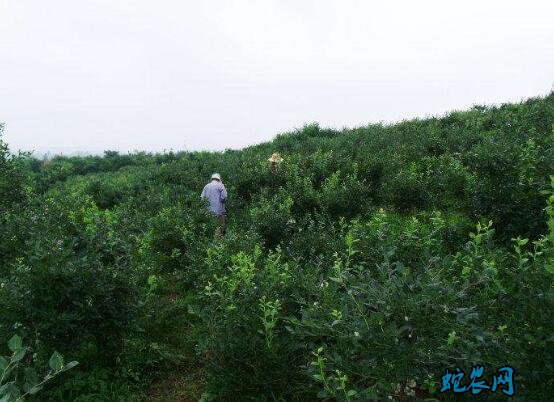 蓝梅种植适合什么地方