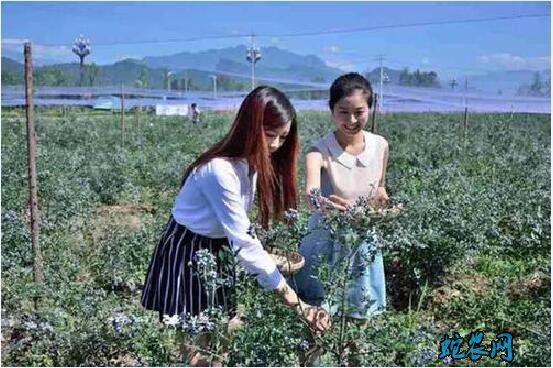 蓝梅种植适合什么地方