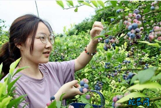 蓝梅种植适合什么地方