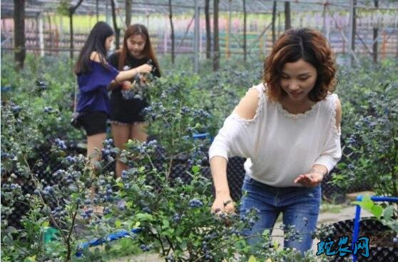 蓝梅种植适合什么地方