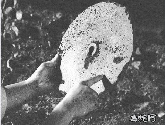 1938年青海发现数百个石蝶（杜立巴石碟）事件揭秘！