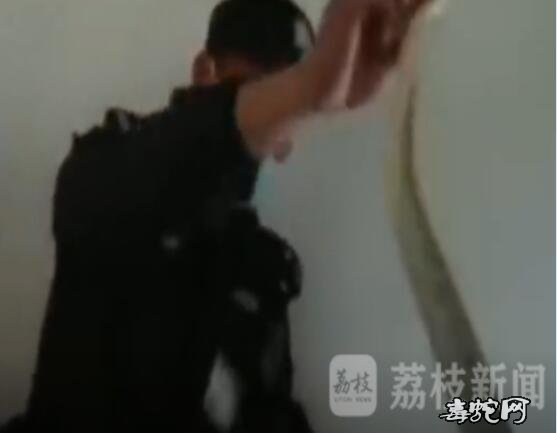 吓人!4公分粗大蛇闯入市民家!六合公安民警徒手擒蛇!