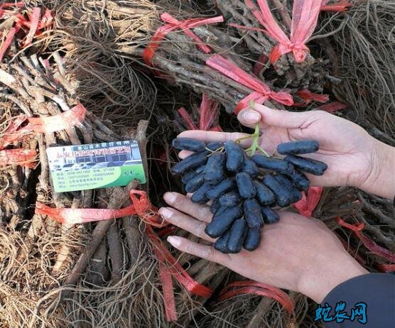 蓝宝石葡萄苗价格?2020年蓝宝石葡萄苗多少钱一棵?