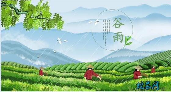 2020年谷雨是几月几日?谷雨的风俗和禁忌有哪些?