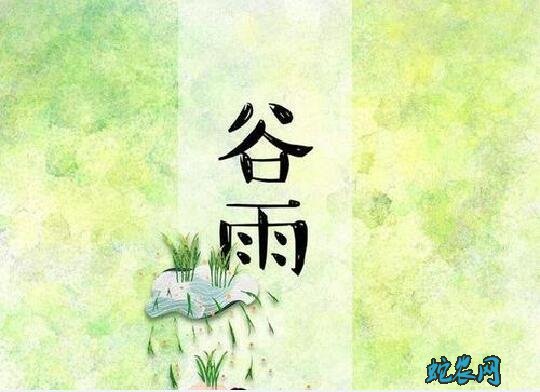 2020年谷雨是几月几日?谷雨的风俗和禁忌有哪些?