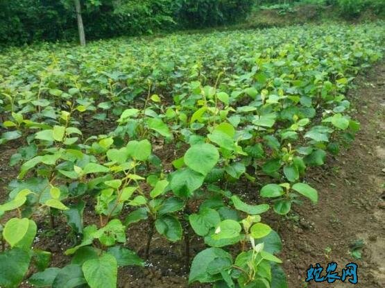 猕猴桃种植技术、红黄心猕猴桃育苗和嫁接技术!