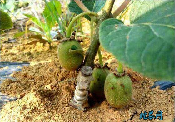 猕猴桃种植技术、红黄心猕猴桃育苗和嫁接技术!