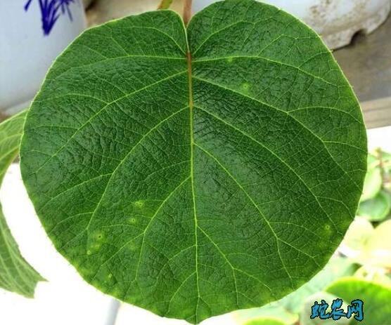 猕猴桃细菌性溃疡病防治图解
