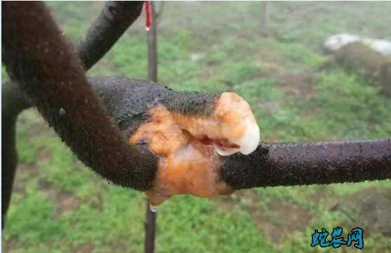 猕猴桃细菌性溃疡病防治图解