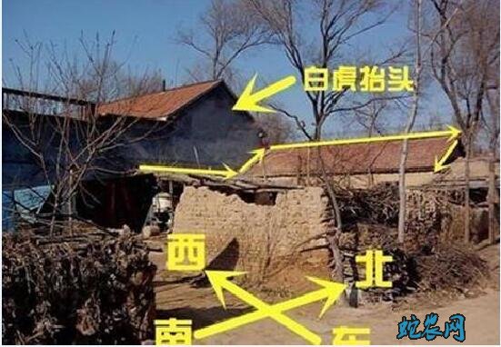 农村俗语“不怕青龙高万丈,就怕白虎抬头望”是什么意思?