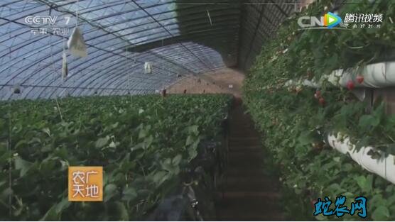 草莓种植技术、温室大棚草莓二氧化碳施肥技术