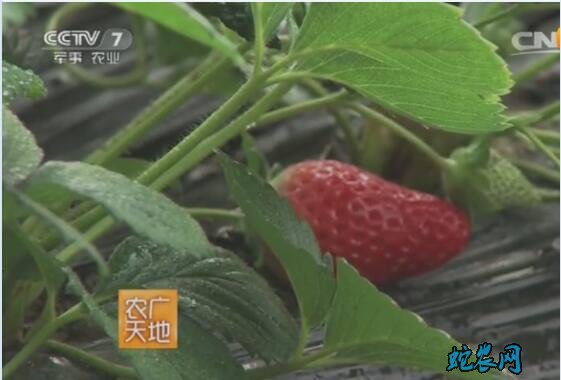 草莓种植技术、温室大棚草莓二氧化碳施肥技术