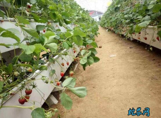 草莓种植技术、草莓最适合生长温度是多少?