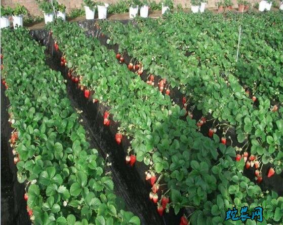 草莓种植技术、草莓最适合生长温度是多少?