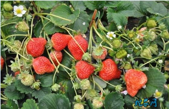 草莓种植技术、草莓最适合生长温度是多少?
