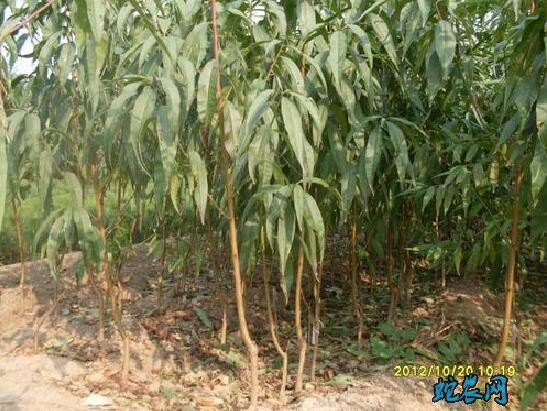 桃子种苗、各品种桃子种苗一株多少钱?