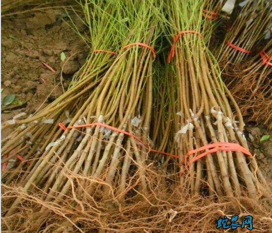 桃子种苗、各品种桃子种苗一株多少钱?