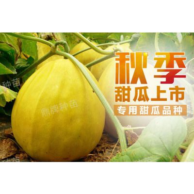 甜瓜种子价格、2020年各品种甜瓜种植多少钱?