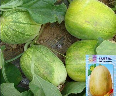 甜瓜种子价格、2020年各品种甜瓜种植多少钱?