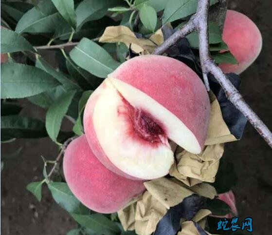 中晚熟桃新品种、中晚熟桃新品种都有哪些?