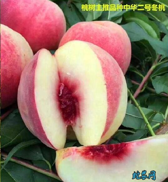 中晚熟桃新品种、中晚熟桃新品种都有哪些?