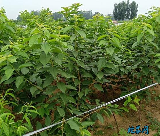 樱桃苗价格、2020年各品种樱桃苗多少钱一棵?