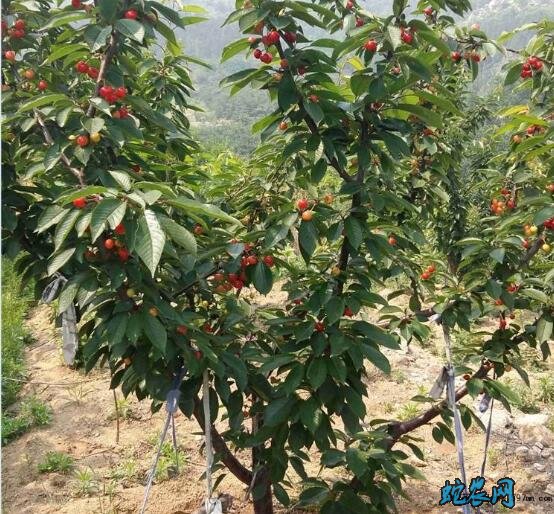 矮化大樱桃苗、矮化大樱桃苗哪个品种好?