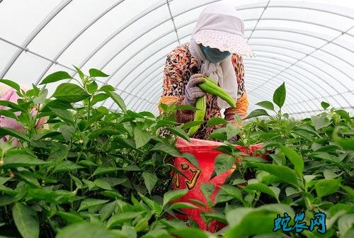 2020年优势特色产业集群建设名单公示公告