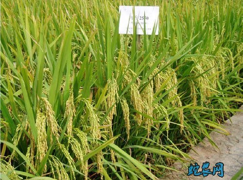 浙江萧山再生稻种植首次应用杂交稻精准播种机插新技术!