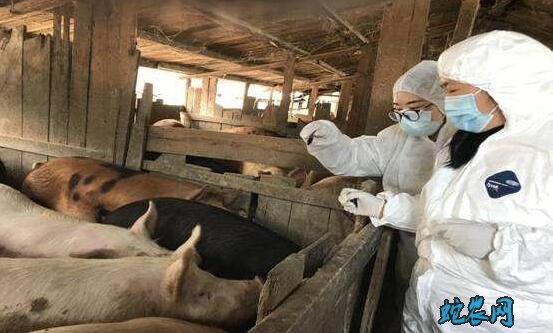 江苏省进一步严格生猪产地检疫和监管工作