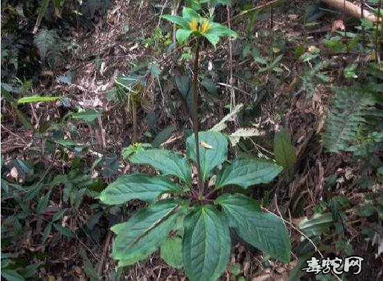 蛇咬伤民间最好草药图片1