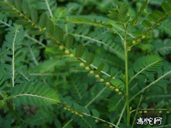 蛇咬伤民间最好草药图片13