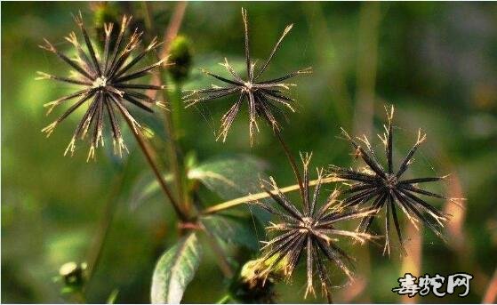 蛇咬伤民间最好草药图片15