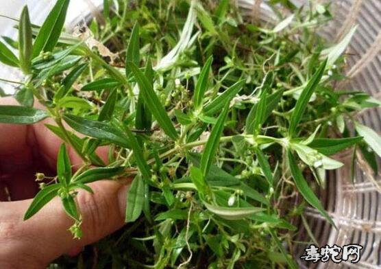 蛇咬伤民间最好草药图片3